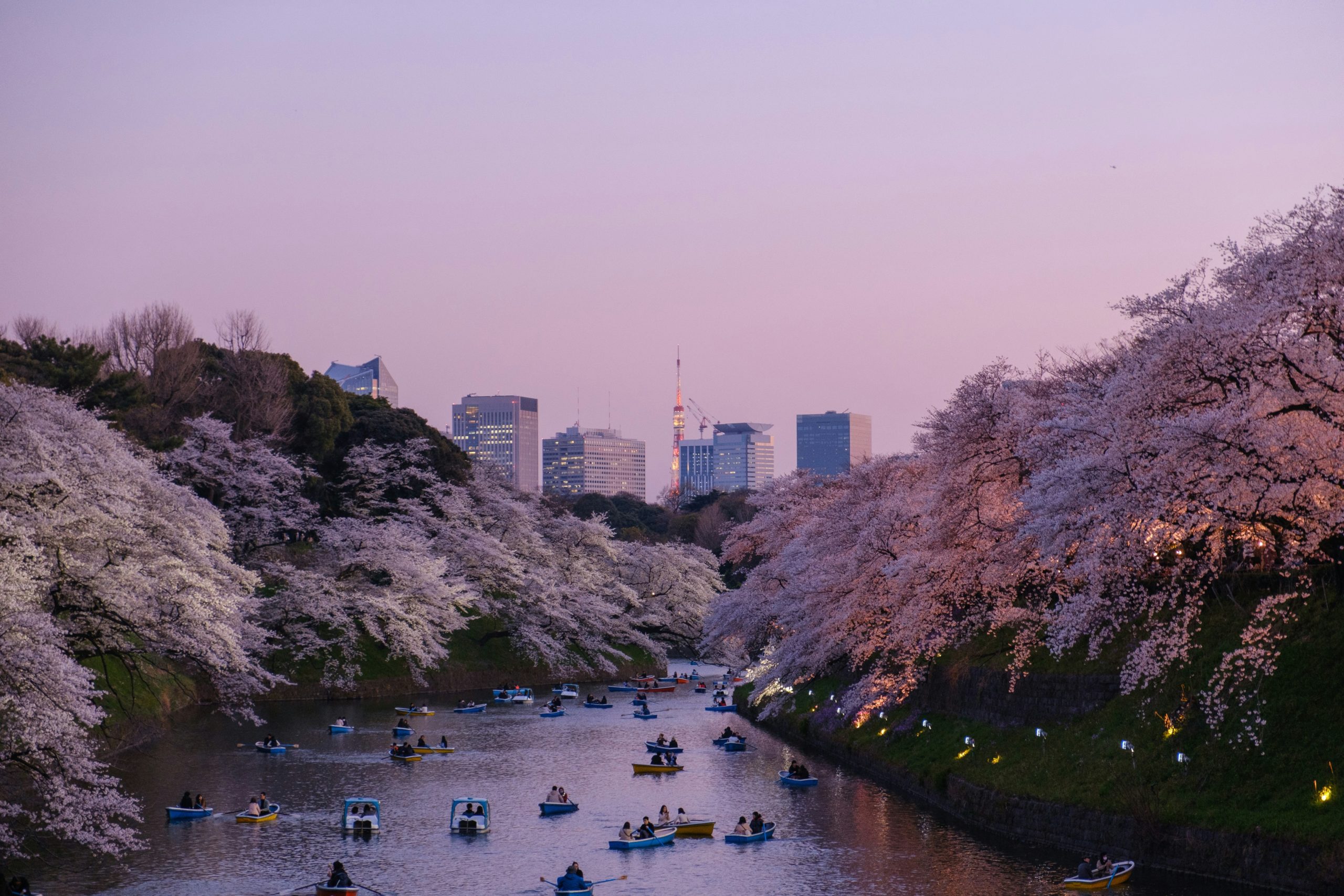 Barques sur les douves de Chidorigafuchi à Tokyo au crépuscule, bordées de cerisiers en fleurs, avec la Tokyo Tower en arrière-plan.